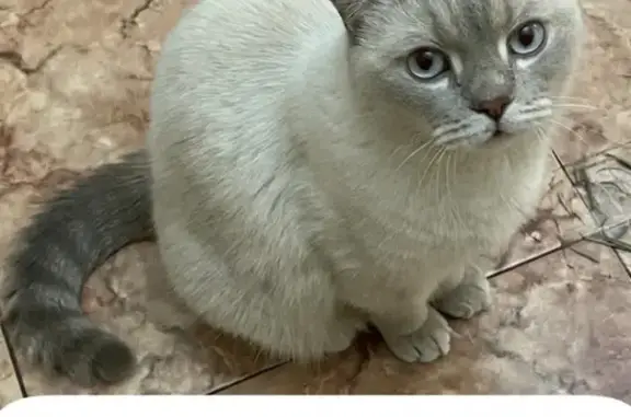 Пропала белая кошка с серыми ушами в Московской области