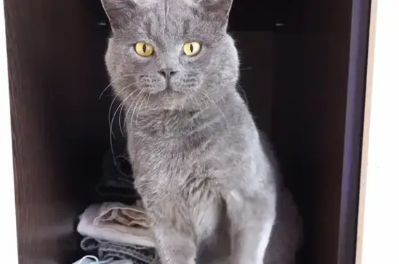 Пропала кошка в Таврово на Комсомольской