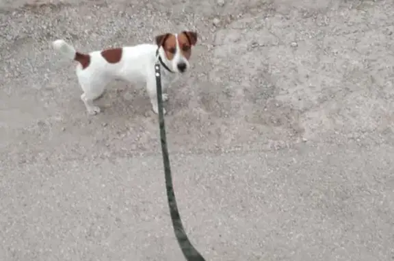 Пропала собака на улице Будённого, Симферополь