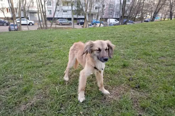 Найдена собака Метис на Санаторной аллее, Москва.