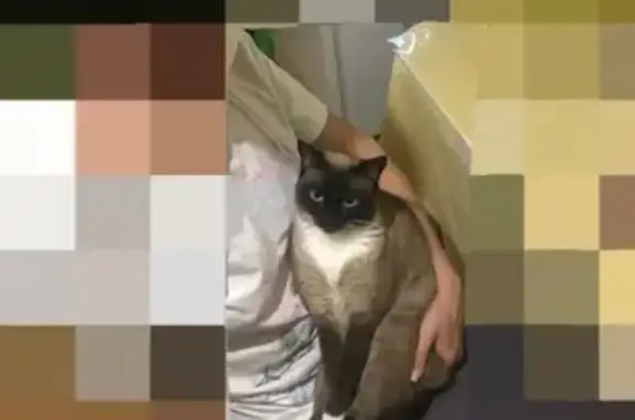 Пропала Сиамская кошка на улице В.К.Пикалова