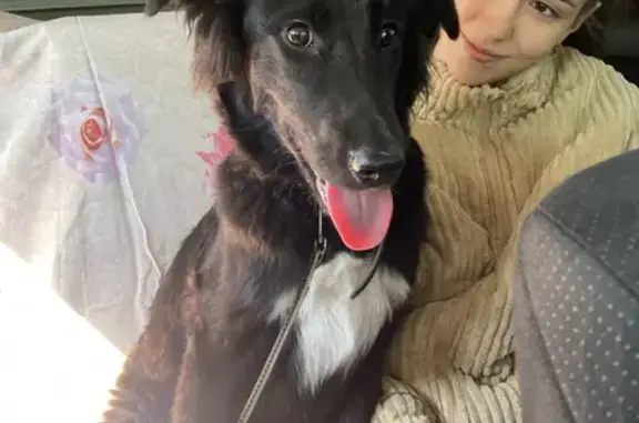 Найдена собака на улице Сысоева, Хабаровск