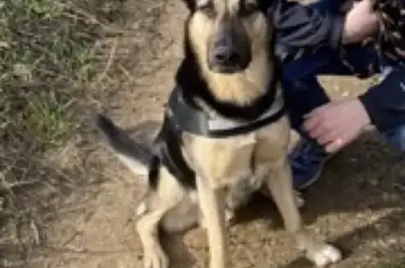 Пропала собака Граф в Белгородской области