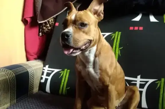 Найдена рыжая стаффордширская собака на улице Карамзина, 13