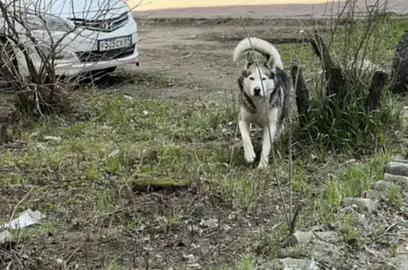 Собака Хаски найдена на Волоколамском проспекте, 28 в Твери