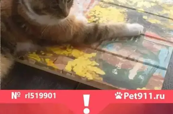 Пропала кошка Мурка из посёлка Октава, Клин
