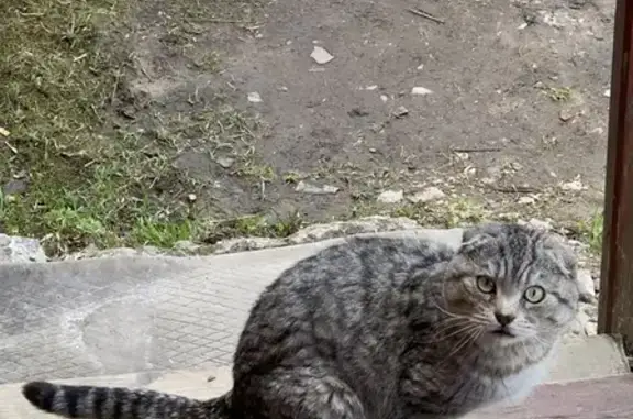 Кошка найдена на ул. Буденного, Апрелевка