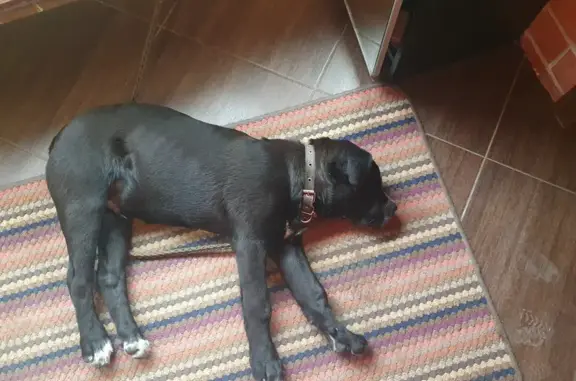 Собака найдена: мальчик чёрного цвета на бульваре Строителей, 3, Краснодар.