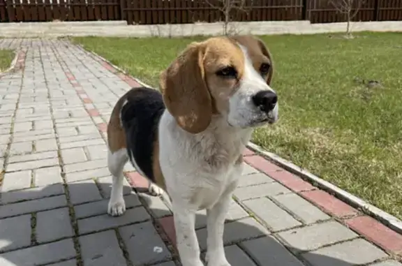 Найдена собака Бигль в Погосте, Гатчинский район