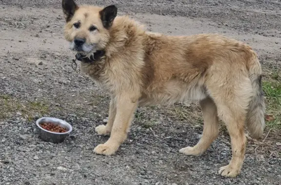 Беспородный пёс найден в Курсаково, Московская область.