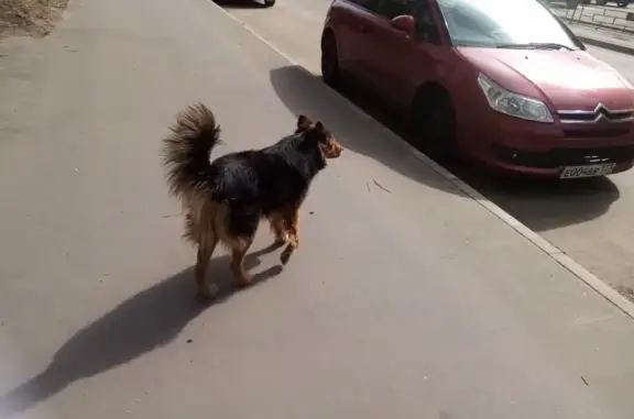Потерянная собака на 14-й Парковой улице, Москва