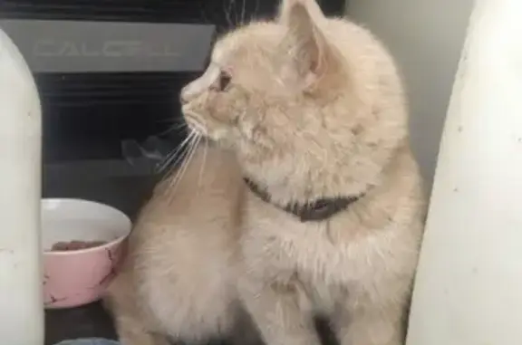 Найдена кошка, Нижний Тагил, фото: Найдена кошка на ул. Дружинина, ГГМ