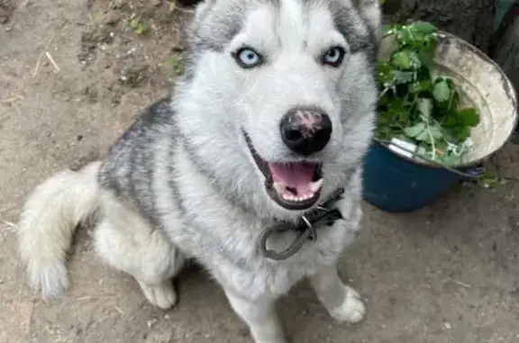 Собака Хаски найдена в Волгограде