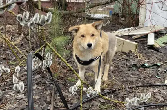 Пропала собака в Каринском, код animal id на ошейнике.