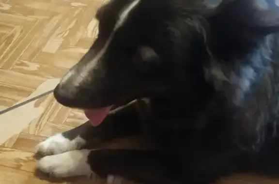 Найдена собака на Реутовской ул. 8 к1, Москва