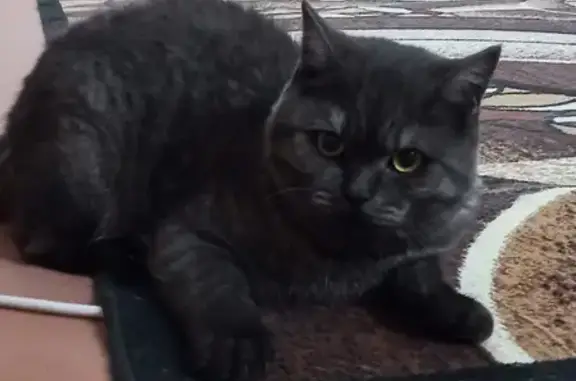 Пропала кошка Том на 5-й Мичуринской улице в Саратове