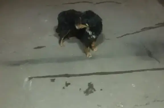 Найдена собака на Братской 25 к2, Москва
