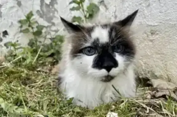 Найдена кошка на улице Поляны, Москва.
