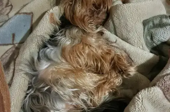 Собаки потеряшки, Томск, фото: Потеряшка Йоркширский терьер Генри, проспект Кирова 15, Томск