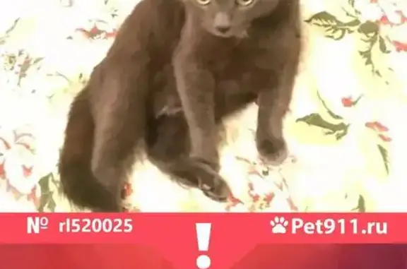 Кошки потеряшки, Санкт-Петербург, фото: Потеряшка кошка 