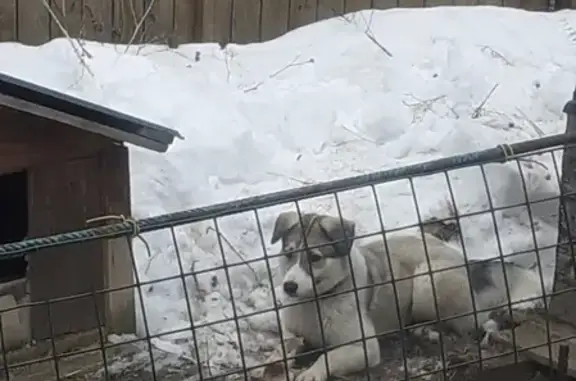 Пропала собака в Волосово, Московская область