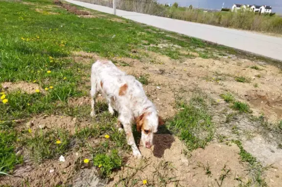 Найдена собака, Нижний Новгород, фото: Найдена собака на набережной Гребного канала, 8