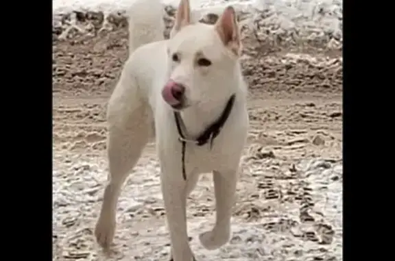 Найдена собака в Новосибирске, ищет хозяина.