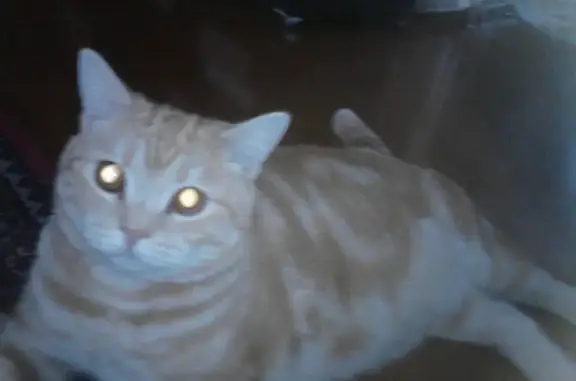 Кошки потеряшки, Репьёвский сельсовет, фото: Потеряшка кошка на даче в обществе 