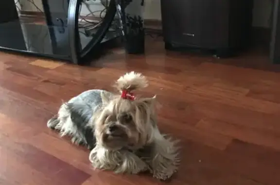 Собаки потеряшки, Санкт-Петербург, фото: Потеряшка собака на Среднеохтинском проспекте, СПб