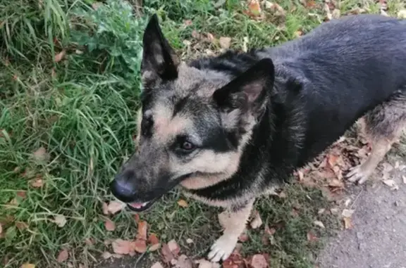 Собаки потеряшки, Санкт-Петербург, фото: Потеряшка собака Глаша у магазина на Варшавской, СПб