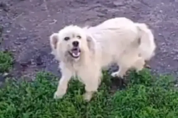 Пропала собака в районе Силино, ищем помощь