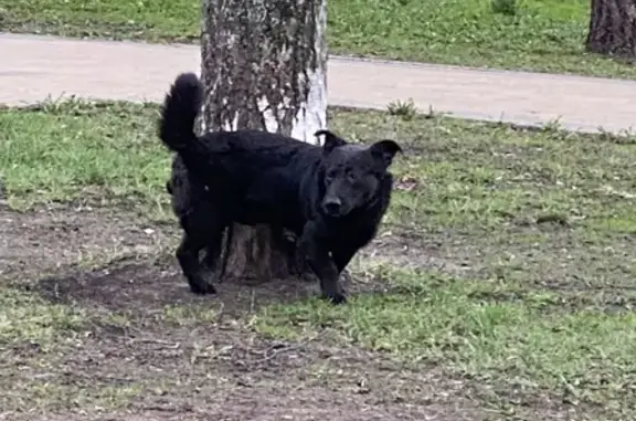 Собака на Черноморском бульваре, Москва