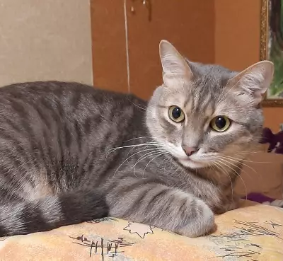 Кошки потеряшки, Ульяновск, фото: Потеряшка кошка на улице Рябикова, 116.