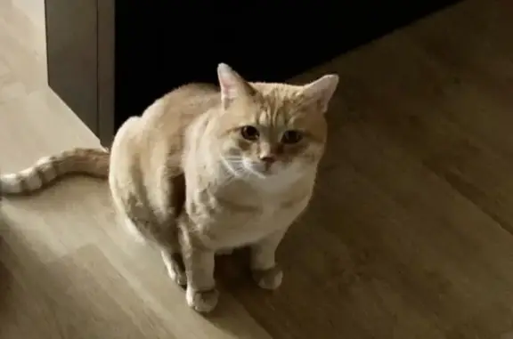 Кошки потеряшки, Москва, фото: Потеряшка кошка Рыжик из СНТ «Южное», Коломна