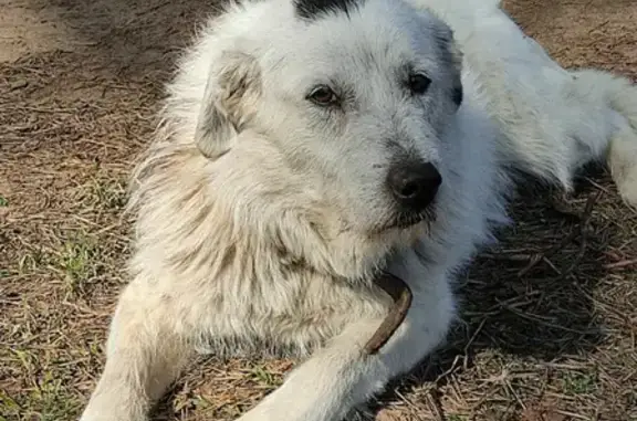 Собака найдена в Радченко: белый с пятнами.