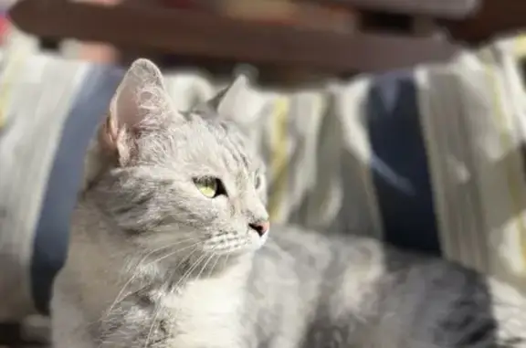 Серая кошка сбита на Донецкой, 14, Волгоград