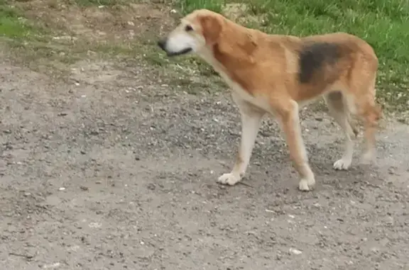 Собака потерялась в Московской области