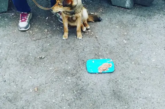 Найдена рыжая собака на Уссурийском бульваре, 16 в Хабаровске