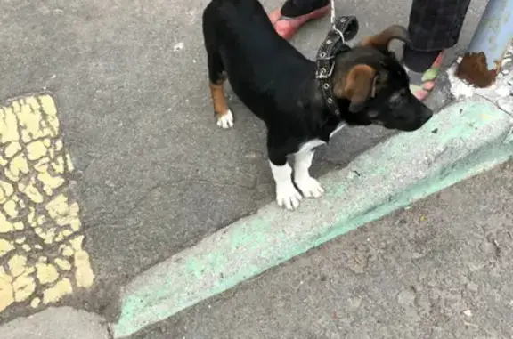 Собака Метис найдена на улице Старобитцевская, Москва