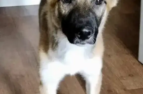 Найдена собака в Лопатино, МО, ищут хозяев