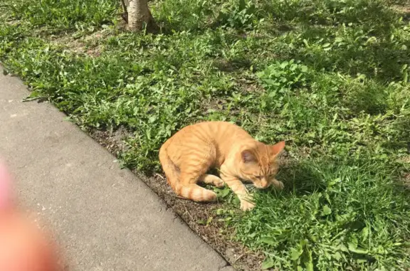 Пропал молодой котик возле клиники на ул. Адмирала Лазарева, 43