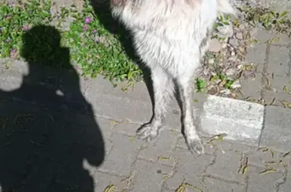 Потерян щенок на Чкалова 63, Калининград