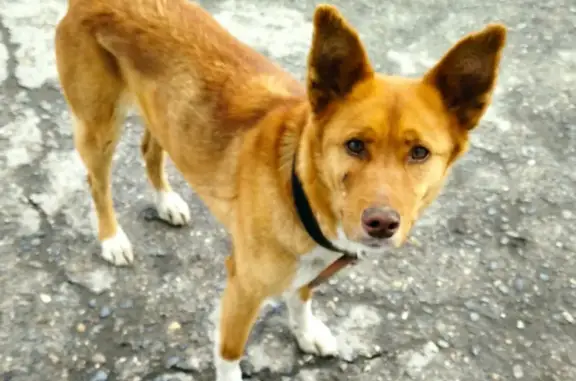 Найдена рыжая собака на Марпосадском шоссе