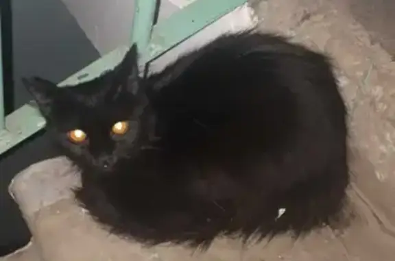 Найдена черная кошка на улице Думенко, 11А