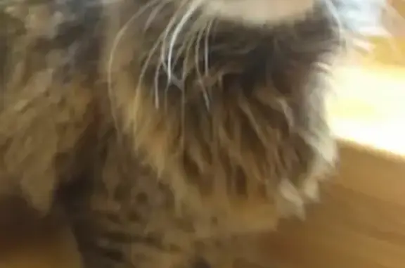 Пропала кошка Клёпа на Набережной, 36