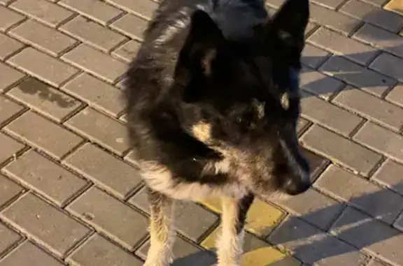 Найдена собака на ул. Шишкова, 142, Воронеж