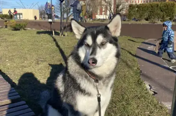 Объявления о пропавших и найденных животных, Калининград, фото: Пропала собака на ул. Артиллерийской, Калининград