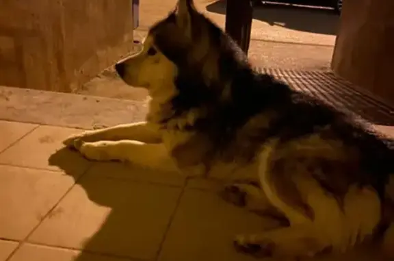 Найдена собака на ул. Зубковой 18 к10, Рязань