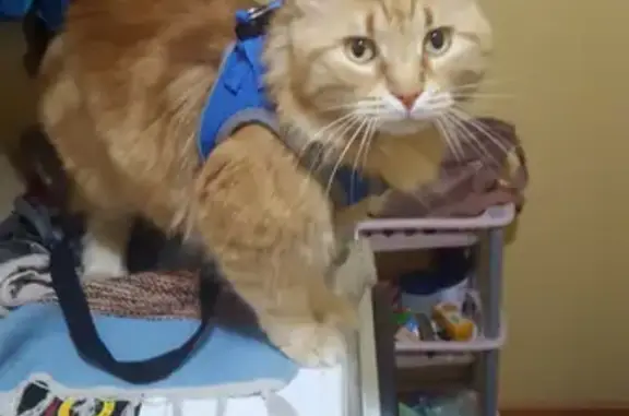 Потерянные животные Ростов-на-Дону, фото: Пропала кошка Борис, район Каменка-Рижт, ул. Профинтерна/И.Франко