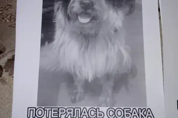 Потерялась собака в Октябрьском районе, Иркутск